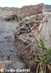 Pretrified trunk in Forest José Ormachea